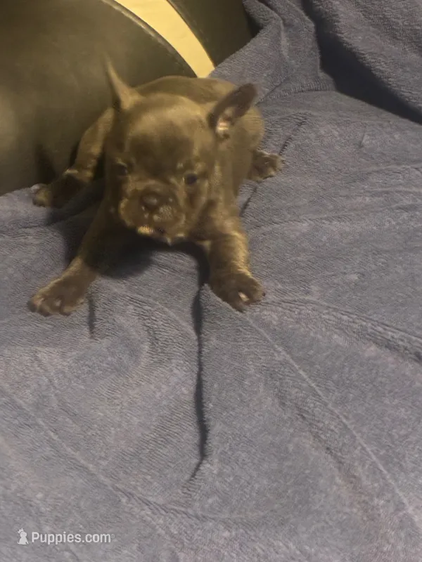 Galiath – French Bulldog puppy for sale in Lawrenceburg, KY