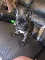 Peppa, a female French Bulldog for sale in Lawrenceburg, KY – 4 of 4