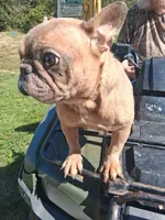 Sweet Pea, a female French Bulldog for sale in Lawrenceburg, KY – 3 of 3