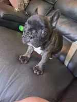 Peppa, a female French Bulldog for sale in Lawrenceburg, KY – 3 of 4