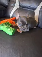 Bullet, a male French Bulldog for sale in Lawrenceburg, KY – 5 of 5