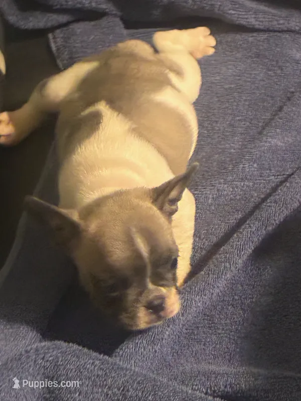 Sparky – French Bulldog puppy for sale in Lawrenceburg, KY