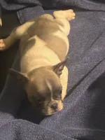 Sparky, a male French Bulldog for sale in Lawrenceburg, KY – 1 of 1