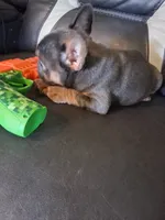 Bullet, a male French Bulldog for sale in Lawrenceburg, KY – 4 of 5