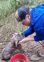 Fancy, a female Cane Corso for sale in Lawrenceburg, KY – 4 of 4