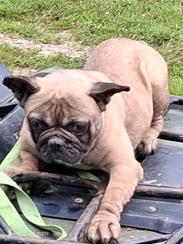 Buggy – French Bulldog puppy for sale in Lawrenceburg, KY