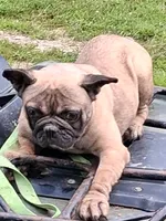 Buggy, a female French Bulldog for sale in Lawrenceburg, KY – 1 of 3