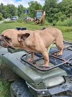 Dolly, a female French Bulldog for sale in Lawrenceburg, KY – 3 of 3