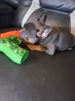Bullet, a male French Bulldog for sale in Lawrenceburg, KY – 2 of 5