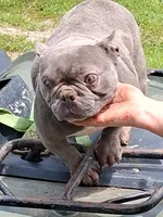 Angel, a female French Bulldog for sale in Lawrenceburg, KY – 2 of 3