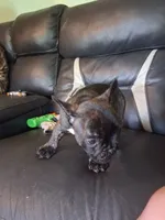 Max, a male French Bulldog for sale in Lawrenceburg, KY – 3 of 4