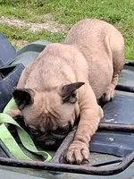 Buggy, a female French Bulldog for sale in Lawrenceburg, KY – 2 of 3