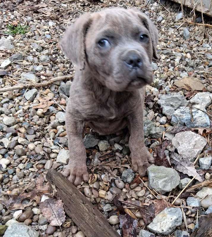 Zues – Cane Corso puppy for sale in Lawrenceburg, KY
