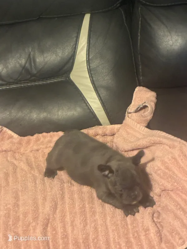 Baby girl – French Bulldog puppy for sale in Lawrenceburg, KY