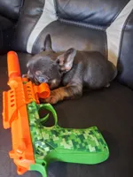 Bullet, a male French Bulldog for sale in Lawrenceburg, KY – 3 of 5