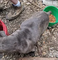 Fancy, a female Cane Corso for sale in Lawrenceburg, KY – 2 of 4