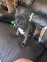 Peppa, a female French Bulldog for sale in Lawrenceburg, KY – 2 of 4