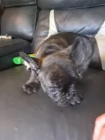 Max, a male French Bulldog for sale in Lawrenceburg, KY – 2 of 4