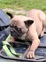 Buggy, a female French Bulldog for sale in Lawrenceburg, KY – 3 of 3