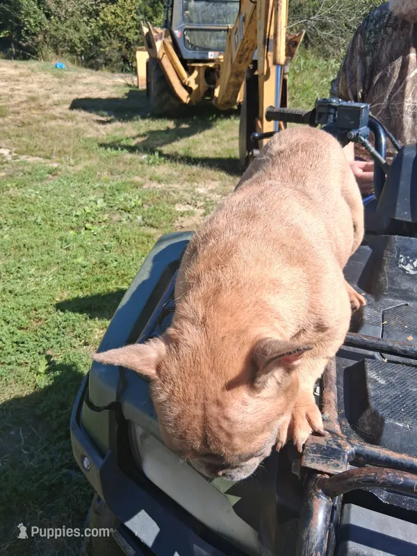Sweet Pea, a female French Bulldog for sale in Lawrenceburg, KY – 1 of 3