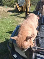 Sweet Pea, a female French Bulldog for sale in Lawrenceburg, KY – 1 of 3