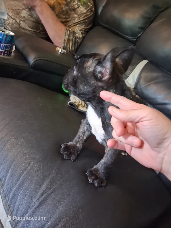 Peppa – French Bulldog puppy for sale in Lawrenceburg, KY