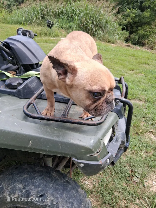 Dolly – French Bulldog puppy for sale in Lawrenceburg, KY