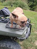Dolly, a female French Bulldog for sale in Lawrenceburg, KY – 1 of 3