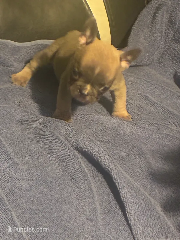 Zues – French Bulldog puppy for sale in Lawrenceburg, KY