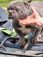 Angel, a female French Bulldog for sale in Lawrenceburg, KY – 3 of 3