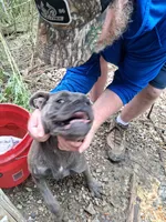 Fancy, a female Cane Corso for sale in Lawrenceburg, KY – 3 of 4