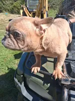 Sweet Pea, a female French Bulldog for sale in Lawrenceburg, KY – 2 of 3