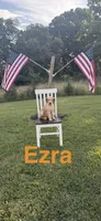 Ezra, a male English Goldendoodle for sale in Moneta, VA – 1 of 3