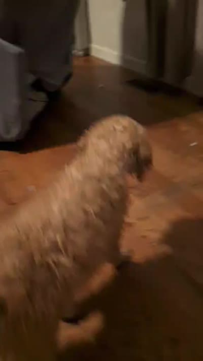 Ezra, a male English Goldendoodle for sale in Moneta, VA – 3 of 3