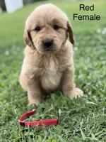 Red Collar, a female Golden Retriever for sale in Ahoskie, NC – 1 of 3