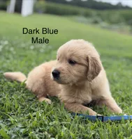 Dark Blue Collar, a male Golden Retriever for sale in Ahoskie, NC – 2 of 2