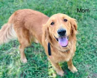 Light Blue Collar, a male Golden Retriever for sale in Ahoskie, NC – 3 of 4
