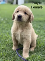 Purple Collar, a female Golden Retriever for sale in Ahoskie, NC – 3 of 3