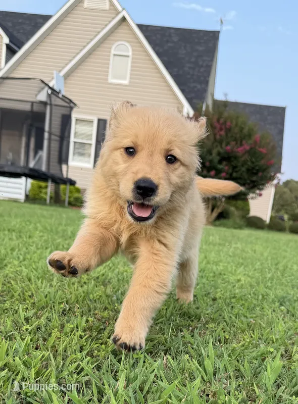 Tan Collar – Golden Retriever puppy for sale in Ahoskie, NC
