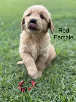 Red Collar, a female Golden Retriever for sale in Ahoskie, NC – 3 of 3