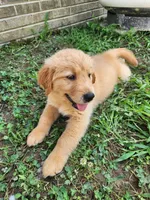 Light Blue Collar, a male Golden Retriever for sale in Ahoskie, NC – 2 of 4