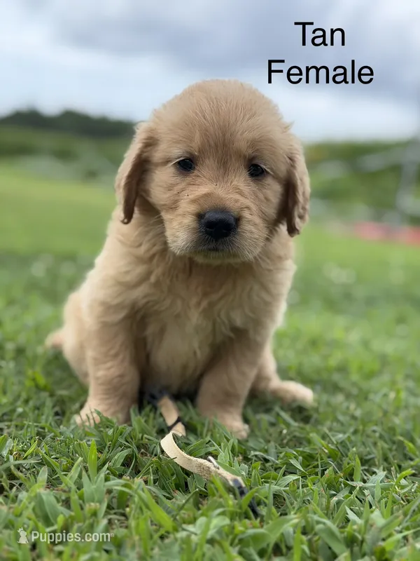 Tan Collar – Golden Retriever puppy for sale in Ahoskie, NC
