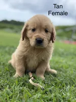 Tan Collar, a female Golden Retriever for sale in Ahoskie, NC – 1 of 2