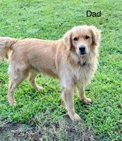 Light Blue Collar, a male Golden Retriever for sale in Ahoskie, NC – 4 of 4