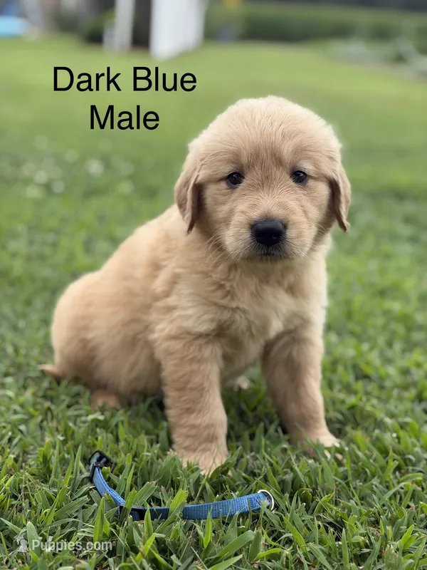 Dark Blue Collar – Golden Retriever puppy for sale in Ahoskie, NC