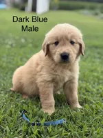 Dark Blue Collar, a male Golden Retriever for sale in Ahoskie, NC – 1 of 2