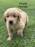 Purple Collar, a female Golden Retriever for sale in Ahoskie, NC – 1 of 3