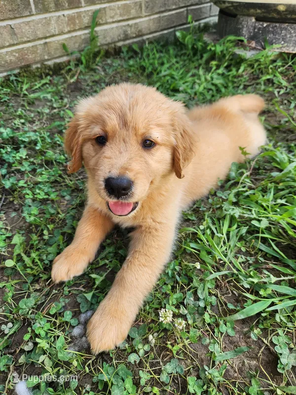 Light Blue Collar – Golden Retriever puppy for sale in Ahoskie, NC