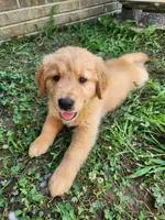 Light Blue Collar, a male Golden Retriever for sale in Ahoskie, NC – 1 of 4