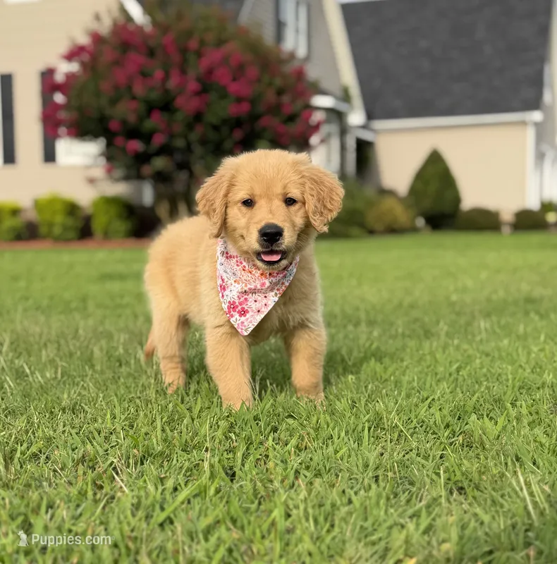 Tan Collar – Golden Retriever puppy for sale in Ahoskie, NC